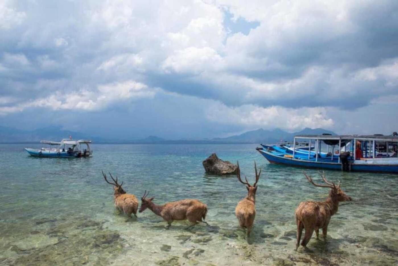 Maha Nusa Menjangan Banyuwedang Exterior foto